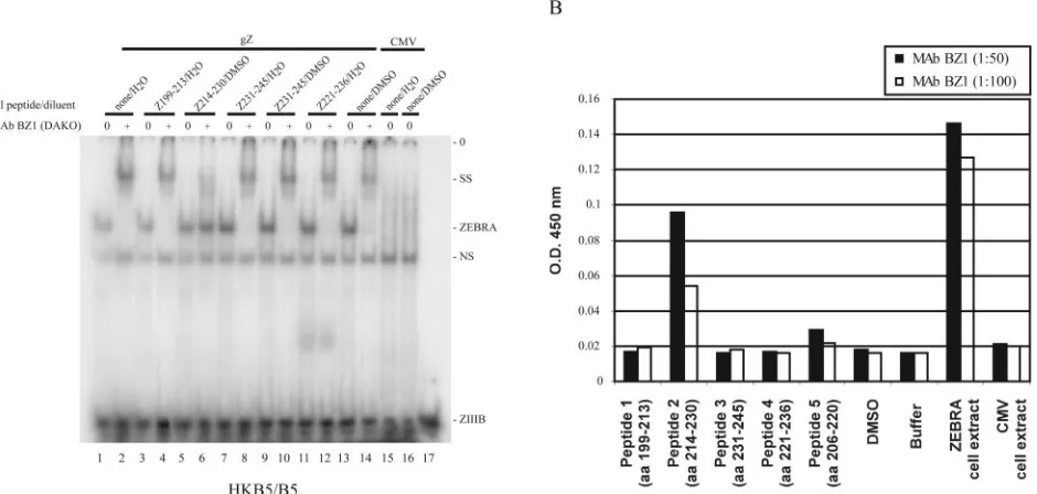 FIG. 3. Mapping the epitope of ZEBRA recognized by the BZ1 monoclonal antibody. (A) Mapping the BZ1 MAb epitope by peptide byinhibition of antibody-induced supershifting