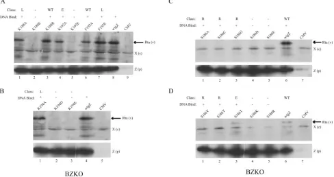 FIG. 4. Testing the capacity of ZEBRA basic domain mutants to activate the expression of the EBV Rta protein