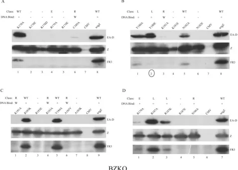 FIG. 6. Activation of early and late EBV proteins by ZEBRA and mutants with point mutations in the basic domain