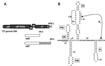 FIG. 1. TCV system. (A) Schematic view of TCV genomic RNA and two of its associated satRNAs