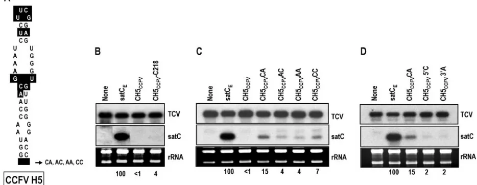 FIG. 2. H4a and H4b are important for satC accumulation in pro-toplasts. (A) Sequences and predicted structures of the reverse com-