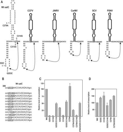 FIG. 5. Interaction between positions 251 and 254 and positions 312 and 315 is important for satC accumulation in vivo