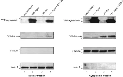 FIG. 2. Detection of Tat and agnoprotein in cytoplasmic and nuclear fractions. Nuclear and cytoplasmic proteins were prepared from equalnumbers of U-87MG cells cotransfected with YFP-agnoprotein and CFP-Tat-expressing plasmids as indicated above each lane