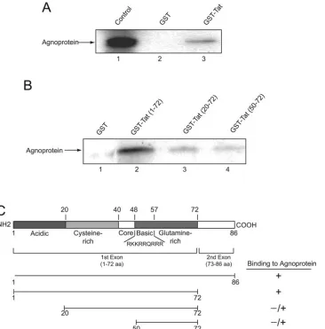 FIG. 4. Association of agnoprotein with HIV-1 Tat and identiﬁcation of the agnoprotein binding region within Tat