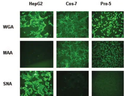 FIG. 4. Lectin binding to HepG2, Cos-7, and Pro-5 cells. Cultureswere stained with FITC-labeled lectins that bind to three different