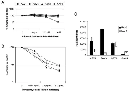FIG. 7. N-linked, not O-linked, sialic acid facilitates AAV1 and AAV6 transduction. Cos-7 cells were treated with the indicated doses of-benzyl GalNAc (A) or tunicamycin (B) for 24 h prior to transduction