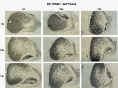 FIGURE 4.-Dosage-specif1c  mobilization if number Sections sectors of Ds from  the wx-rn9Ds allele by one, two or  three  doses of bz-m2 harboring Ac