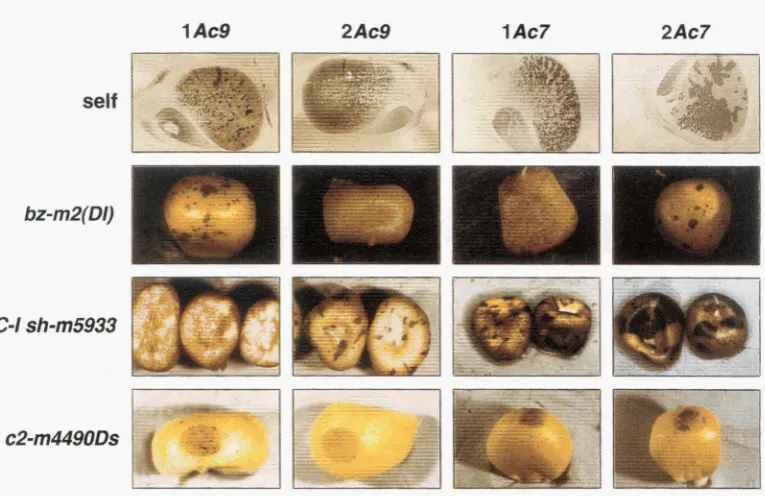 FIGURE 7.-Patterns  of  mobilization Accordingly, the “bz-m2(DI)”, the “GI sh-m5933l” and the “c2-m4490Ds” kernels with one and two copies patterns (seen in line of one copies of the Ds allele, respectively