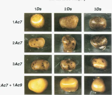 FIGURE 1.-Patterns of phenotype of kernels increases more than proportionally  to an increase in the number of detailed  discussion)