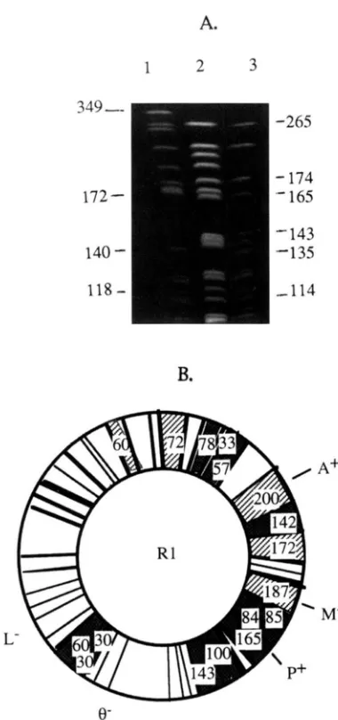 FIGURE 5.-No/l analysis Lane 2, of the pattern of the RI recombinant. (A) PFGE of chromosomal DNA of the MLB recombinant clone