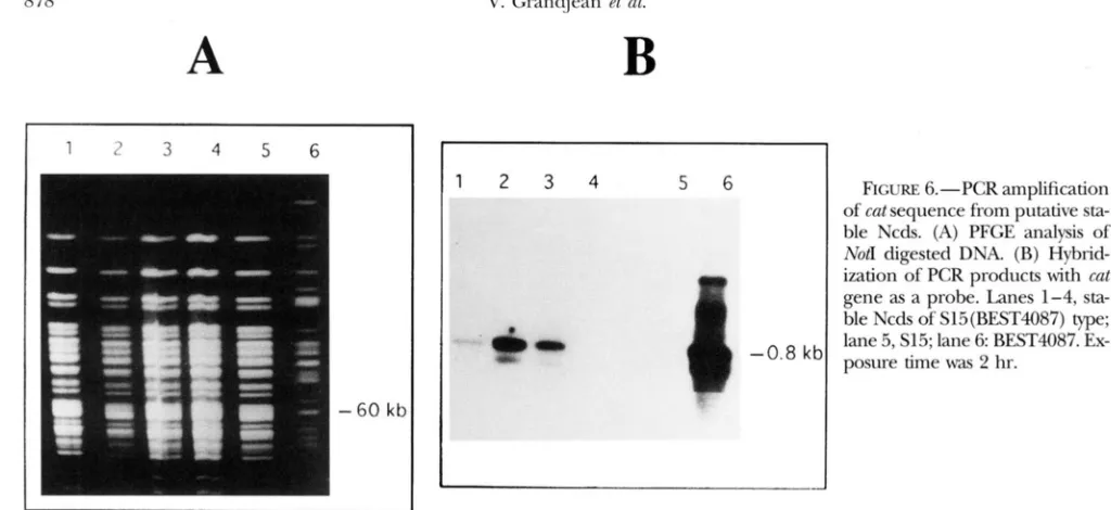 TABLE 3 Reactivation of nonexpressed  chromosome  after  Ncd  self-fusion 