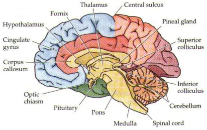 Figure 2.1 Mid sagittal view of the human brain [Mid sagittal view –online]  