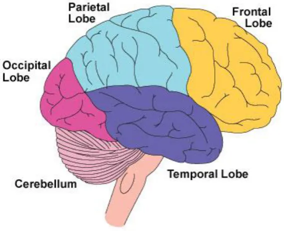Figure 2.2 The four lobes of the brain [Four lobes-online].  
