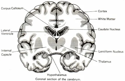 Figure 2.3 Internal structure of the brain as seen in coronal section [Brain structure-online]