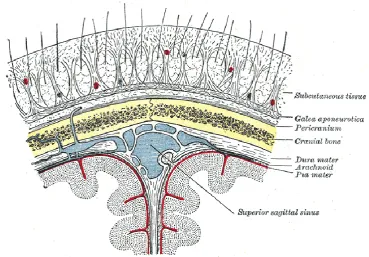 Figure 2.7 Head muscles [Head muscles-online]. 