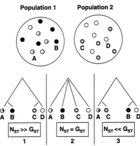 FIGURE 3.-Relation  between versity differentiation is not  independent of  diversity, a situation that lelic  locus