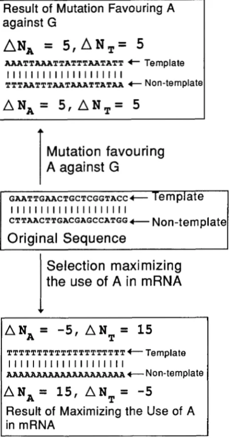 FIGURE of As and, consequently, equal  number of Ts, so equal  number and  the opposite  in the template strand