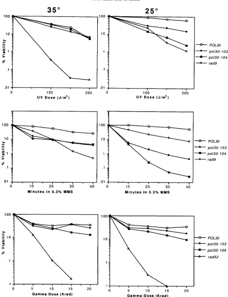 FIGURE 6.-Sensitivity viable colonies. in (poU@lO4), of pol30 strains to DNA damaging  agents