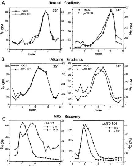 FIGURE 7.-Velocity isolated from strains grown at gradients. (A) Neutral gradient profiles of DNA isolated from strains grown at 5 and cells were additionally exposed to gradients