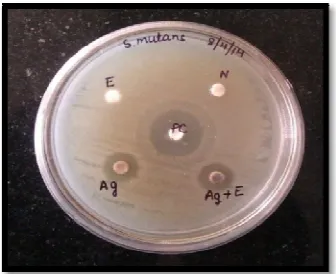 Table 7: Diameter of the Zone of Inhibition for S. mutans 