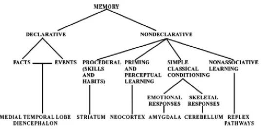 Fig. 7 A taxonomy of mammalian memory systems listing the brain structures  thought to be especially important for each form of declarative and non-declarative  memory (Squire 2004).