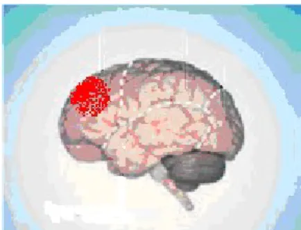 Fig. 8 Location of dorsolateral prefrontal cortex (DLPFC) (shown in red)