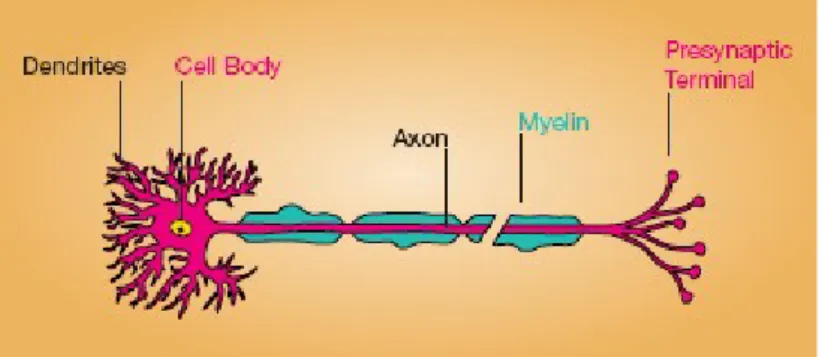 Fig. 1 Each neuron in the brain consists of cell body, from which are connected  dendrites and an axon
