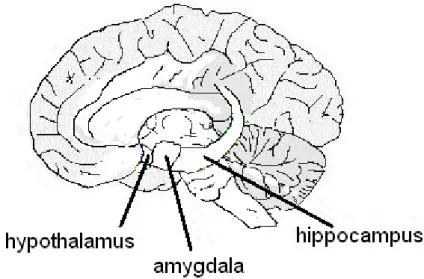 Fig. 5 Cross-section showing the hypothalamus, hippocampus and amygdala. 