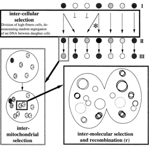 FIGURE replicates  within  mitochondria  (cross-hatched  frame). termitochondrial  selection  occurs, addition, chondrial  fitness a mitochondrion  principally  composed a sufficient  amount of information in is possible  (see  text  for  additional  detai
