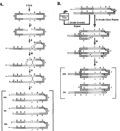 FIGURE 7.-An junction cleavage  is indicated as  east-west (BM). ECR model for  the  dsb-induced coupled repair/replication  reaction