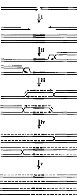 FIGURE &--The intron mobility ECR model  for  dsb repair. The  process of is shown as  an  illustration of intermolecular dsb repair