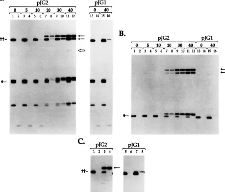 FIGURE 3.-Time visible near the bottom of the gel.  In with  AseI in the odd-numbered lanes, and with  AseI and The conversion products are indicated by solid  arrows, and the I-TmIcleaved  substrate fragment by an open arrow