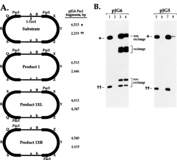 FIGURE 4.-Exchange  of  flanking were  digested with  radiolabeled  pJG6 The  three  products shown  have product from  uninfected  cells  (lanes left  and  right  sides  of  the  plasmid and  conversion  product 1 of  6513 and  2219  bp