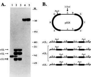 FIGURE 5.-Field-inversion on packaged of the Pad uncut packaged exchange (top)  and  nonexchange/nonexchange  (bottom); probed with radiolabeled pJG2 adjacent  monomeric  units within the plasmid concatemers the right  indicate the positions of lambda  mar