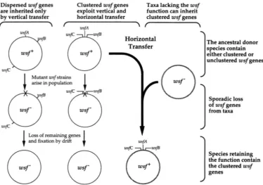 FIGURE I.-"odel for the transfer of gene clusters.  Circles represent bacterial  chromosomes; rusfABC denotes genes  for a weakly selected function