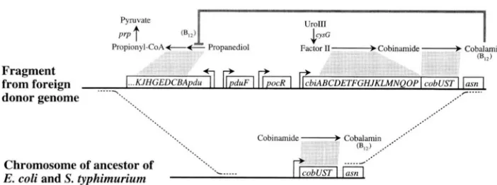 FIGURE 3.-Schematic grey lines demarcate reactions cata- ing the operons are represented by boxes; dotted lines represent the pro- posed sites lyzed by the encoded proteins