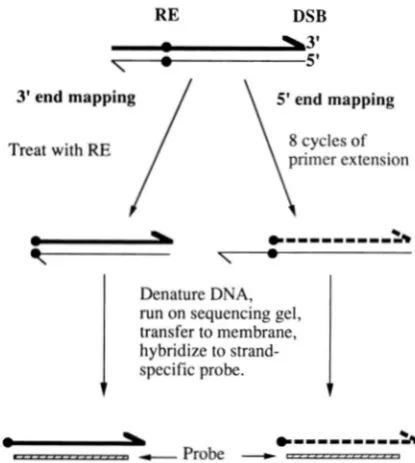 FIGURE - mapping 3.-Mapping of 