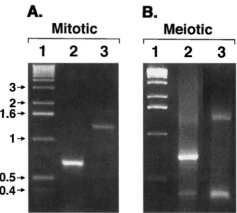 FIGURE 9.-Detection we employed  primer of poly  dC  sequences between the  primers  and  the  DSB-generated  termini