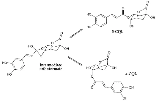 Figure 1.1.10 Intramolecular migration of the caffeoyl substituent in the CQLs. 