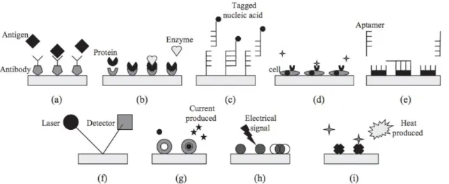 Figure 1.2.2 10  Biosensing and transduction classes for in vitro biosensors. Methods of biosensing: 