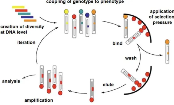 Figure 1.2.4 68  The cycle of peptide phage display for the selection of binder peptides