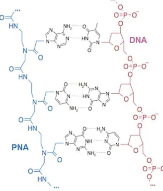 Fig 1.2.4 99  Comparison of the structures of  peptide nucleic acid (PNA) and DNA. The  deoxyribosephosphate backbone of DNA  (brown) is replaced by 