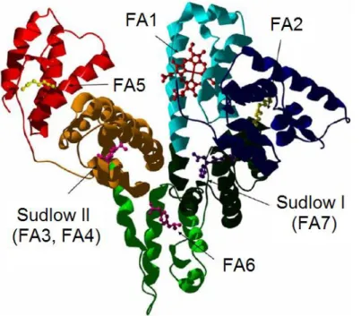 Figure 1.3.2 HSA structure with  various ligands. The colors of the six 