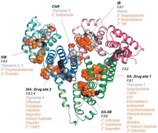 Figure 1.3.3 7  Summary of the ligand binding capacity of HSA as defined by crystallographic studies