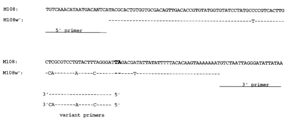 FIGURE 2.-Comparison upper  sequence  and recovered  following  excision bold,  and  the  nucleotide  sequence  following  excision  (identical shown nucleotide of sequences  surrounding  the  insertion  site of the MlwB transposon in line M108 with sequen