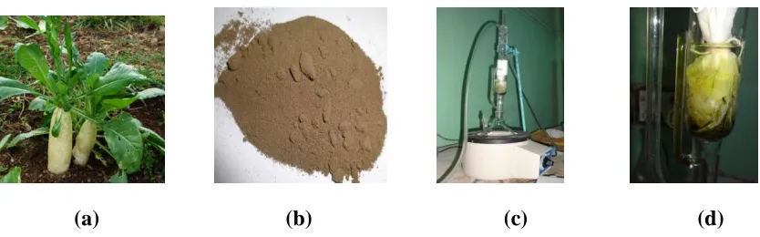 Fig .1: (a) Raphanus sativus (b) Dried leaf powder (c) Soxhlet extractor (d) Quercetin extraction 