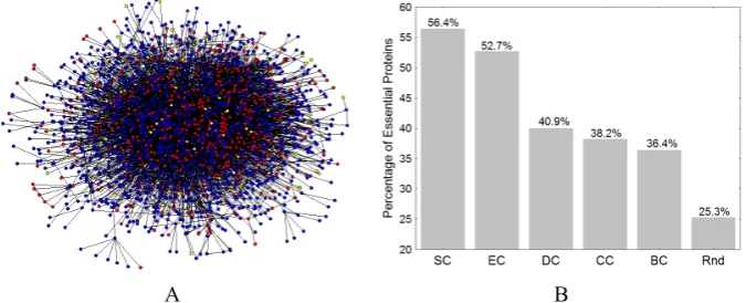 Fig. 2. (A) Illustration of the protein-protein interaction (PPI) network of yeast. Every node represents a protein and two nodes are linked if the corresponding proteins have been found to interact physically