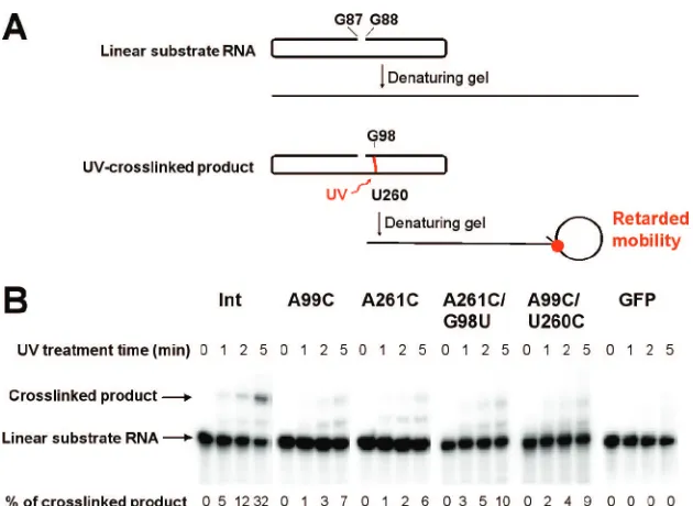 Table 2). Fluorescently labeled in vitro transcripts derived