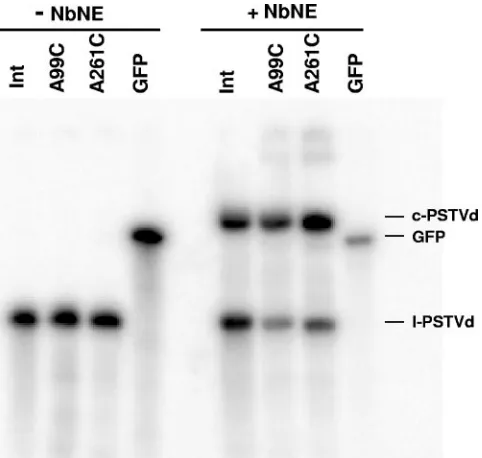 FIG. 9. Circularization of loop E mutants in NbNE. Gel-puriﬁedand radiolabeled unit length linear plus-strand PSTVd transcripts were