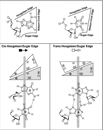 FIG. 2. Geometric classiﬁcation of RNA base pairing. The upper panel shows that each nucleotide base has three edges (Watson-Crick,Hoogsteen, and sugar) that can potentially hydrogen bond with one of the three edges of another base